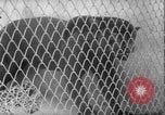 Image of Leopard family in Rio de Janeiro Zoo Rio de Janeiro Brazil, 1963, second 34 stock footage video 65675042835