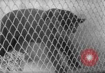 Image of Leopard family in Rio de Janeiro Zoo Rio de Janeiro Brazil, 1963, second 35 stock footage video 65675042835