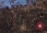 Image of 1st Australian task force South Vietnam, 1968, second 3 stock footage video 65675042954