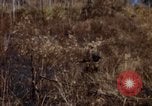 Image of 1st Australian task force South Vietnam, 1968, second 9 stock footage video 65675042954