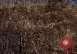 Image of 1st Australian task force South Vietnam, 1968, second 10 stock footage video 65675042954