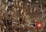 Image of 1st Australian task force South Vietnam, 1968, second 30 stock footage video 65675042954