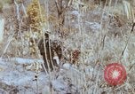 Image of 1st Australian task force South Vietnam, 1968, second 31 stock footage video 65675042954