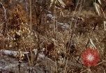 Image of 1st Australian task force South Vietnam, 1968, second 34 stock footage video 65675042954