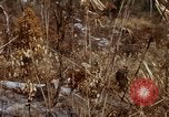 Image of 1st Australian task force South Vietnam, 1968, second 35 stock footage video 65675042954