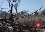 Image of 1st Australian task force South Vietnam, 1968, second 12 stock footage video 65675042955