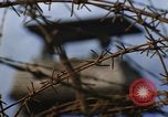 Image of Security police Quick Reaction Team Vietnam, 1970, second 61 stock footage video 65675042971