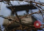 Image of Security police Quick Reaction Team Vietnam, 1970, second 62 stock footage video 65675042971
