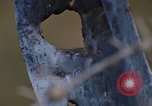 Image of Security police Quick Reaction Team Vietnam, 1970, second 19 stock footage video 65675042972
