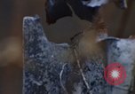 Image of Security police Quick Reaction Team Vietnam, 1970, second 26 stock footage video 65675042972