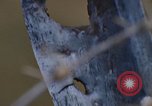 Image of Security police Quick Reaction Team Vietnam, 1970, second 41 stock footage video 65675042972