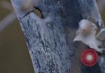 Image of Security police Quick Reaction Team Vietnam, 1970, second 42 stock footage video 65675042972