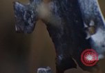 Image of Security police Quick Reaction Team Vietnam, 1970, second 44 stock footage video 65675042972