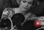 Immagine di Gorilla gemelli Germania, 1967, secondo 12 filmato di repertorio 65675043036
