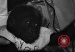 Immagine di Gorilla gemelli Germania, 1967, secondo 23 filmato di repertorio 65675043036