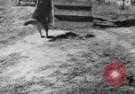 Image of German Shepard dog Vietnam, 1967, second 6 stock footage video 65675043045