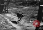 Image of German Shepard dog Vietnam, 1967, second 9 stock footage video 65675043045
