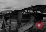 Image of German Shepard dog Vietnam, 1967, second 12 stock footage video 65675043045