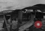 Image of German Shepard dog Vietnam, 1967, second 14 stock footage video 65675043045