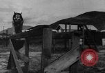 Image of German Shepard dog Vietnam, 1967, second 16 stock footage video 65675043045