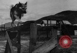 Image of German Shepard dog Vietnam, 1967, second 17 stock footage video 65675043045