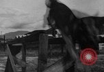Image of German Shepard dog Vietnam, 1967, second 18 stock footage video 65675043045