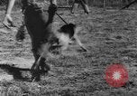 Image of German Shepard dog Vietnam, 1967, second 22 stock footage video 65675043045