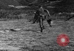 Image of German Shepard dog Vietnam, 1967, second 24 stock footage video 65675043045