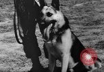 Image of German Shepard dog Vietnam, 1967, second 41 stock footage video 65675043045