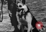 Image of German Shepard dog Vietnam, 1967, second 42 stock footage video 65675043045
