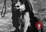 Image of German Shepard dog Vietnam, 1967, second 43 stock footage video 65675043045