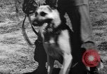 Image of German Shepard dog Vietnam, 1967, second 44 stock footage video 65675043045