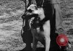Image of German Shepard dog Vietnam, 1967, second 45 stock footage video 65675043045
