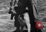 Image of German Shepard dog Vietnam, 1967, second 46 stock footage video 65675043045