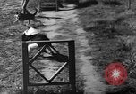 Image of German Shepard dog Vietnam, 1967, second 47 stock footage video 65675043045