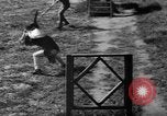 Image of German Shepard dog Vietnam, 1967, second 48 stock footage video 65675043045