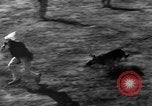 Image of German Shepard dog Vietnam, 1967, second 50 stock footage video 65675043045