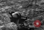 Image of German Shepard dog Vietnam, 1967, second 51 stock footage video 65675043045
