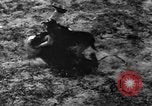 Image of German Shepard dog Vietnam, 1967, second 52 stock footage video 65675043045