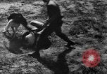 Image of German Shepard dog Vietnam, 1967, second 53 stock footage video 65675043045