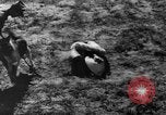 Image of German Shepard dog Vietnam, 1967, second 56 stock footage video 65675043045