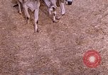 Standbild Indian Village Indien, 1956, aus Sekunde 14 historischem Filmmaterial Videoclip 65675043053