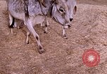 Standbild Indian Village Indien, 1956, aus Sekunde 15 historischem Filmmaterial Videoclip 65675043053