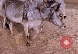 Standbild Indian Village Indien, 1956, aus Sekunde 16 historischem Filmmaterial Videoclip 65675043053