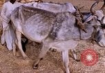 Standbild Indian Village Indien, 1956, aus Sekunde 17 historischem Filmmaterial Videoclip 65675043053