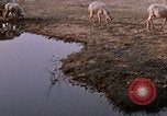 Standbild Indian Village Indien, 1956, aus Sekunde 47 historischem Filmmaterial Videoclip 65675043053