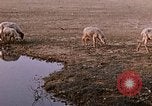 Standbild Indian Village Indien, 1956, aus Sekunde 48 historischem Filmmaterial Videoclip 65675043053