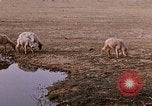 Standbild Indian Village Indien, 1956, aus Sekunde 49 historischem Filmmaterial Videoclip 65675043053