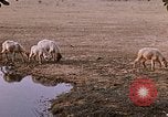 Standbild Indian Village Indien, 1956, aus Sekunde 50 historischem Filmmaterial Videoclip 65675043053