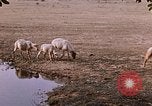 Standbild Indian Village Indien, 1956, aus Sekunde 51 historischem Filmmaterial Videoclip 65675043053